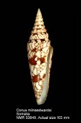 Conus milneedwardsi